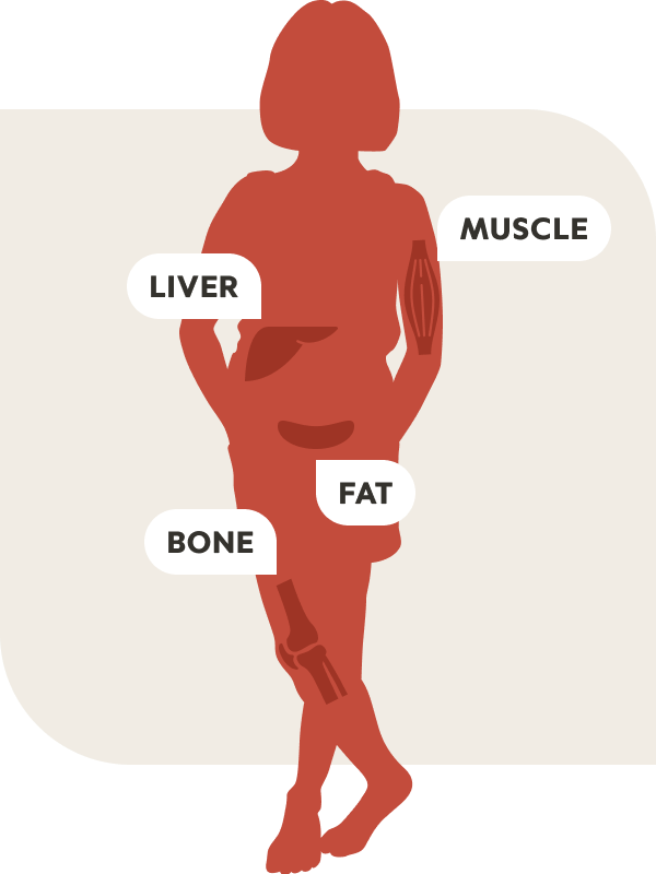 Bodily systems diagram photo