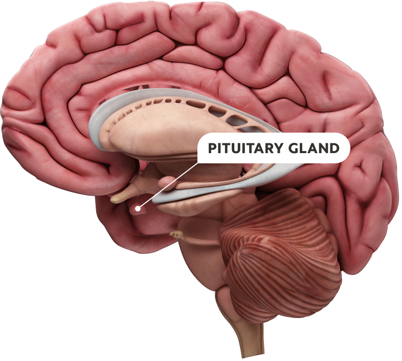 Pituitary gland diagram photo